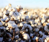 Its time for brands to ensure transparency in cotton supply chains