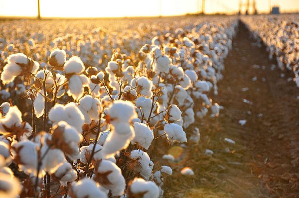 Lifting international ban on Uzbek cotton will push up India’s cotton stocks