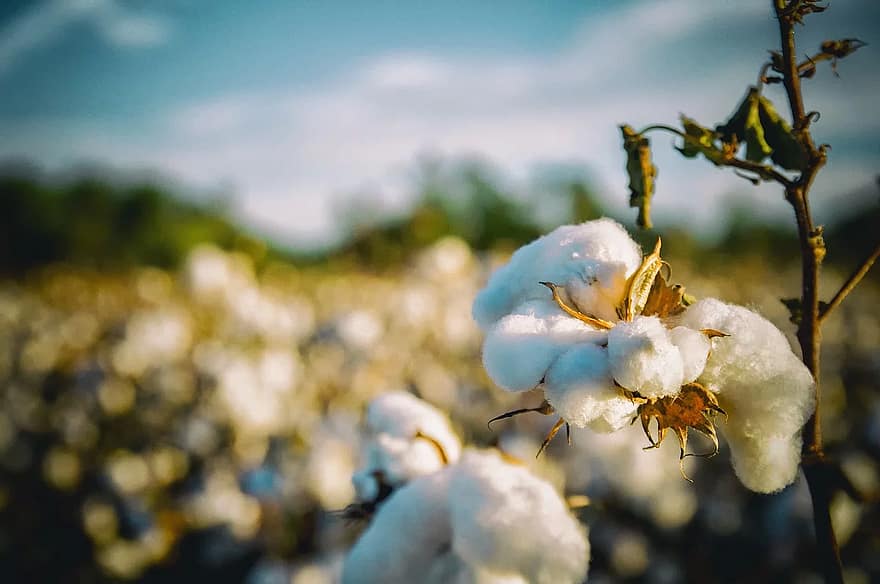Post-pandemic ‘new normal’ for cotton prices elusive amidst speculation