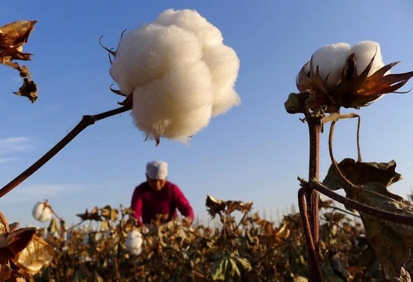 Removing ban on Uzbek cotton benefits both, global textile sector and domestic economy