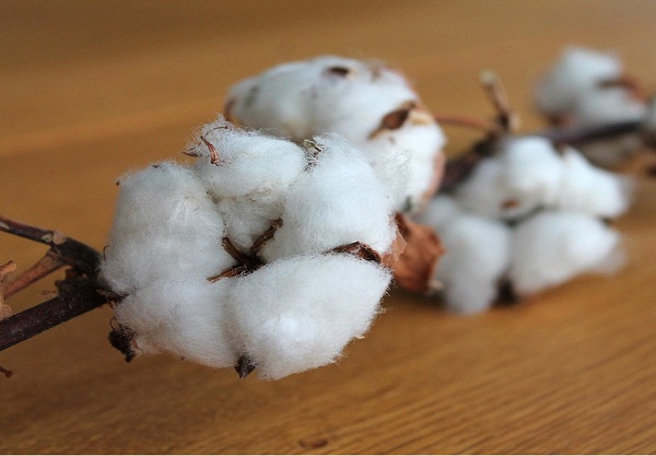Rising cotton prices in India will pressurize textile players’ profit margins