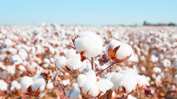Stockpiling a good way to control price fluctuations in cotton market