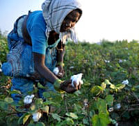 Sustainable cotton farming grows in India with new scheme