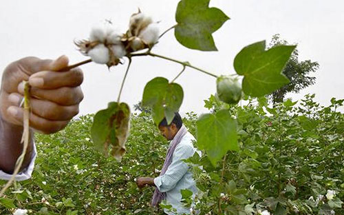 Sustainable cotton farming grows in India with new schemes