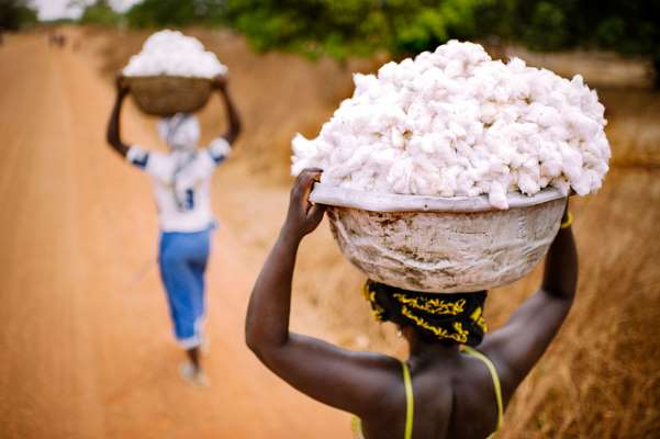 Sustainable supply chains will boost Sub-Saharan Africa’s cotton exports