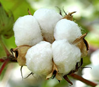 Trade war overproduction to impact cotton prices in 2019