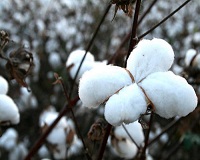New technologies help cotton replace synthetics as new performance fabric