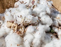 Turkeys cotton production gets governments policy boost