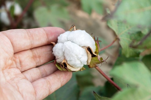 US Investments production communication to boost cotton sustainability
