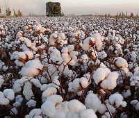 US governments Xinjiang cotton crackdown to extensively effect