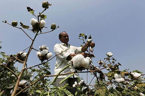 Unlocking Indias cotton potential needs more focus on seeds
