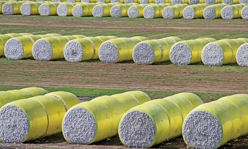 China plays a major role in global cotton market Peter Dong Birla Jingwei Fibres