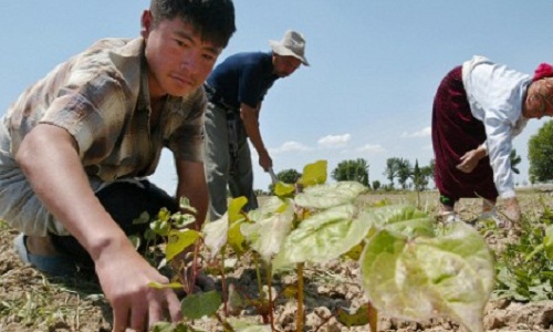 Cotton-forced labour 1