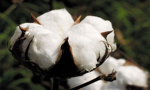 Georgia Cotton Commission