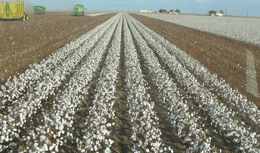 From Importer to Global Leader: Brazil’s cotton revolution