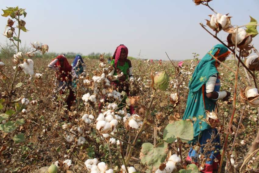Indias cotton industry at a crossroads a tale of technological stagnation