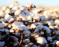 Uptake of sustainable cotton needs a boost from brands retailers