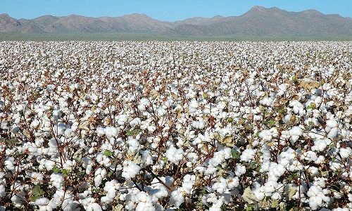 cotton-hero