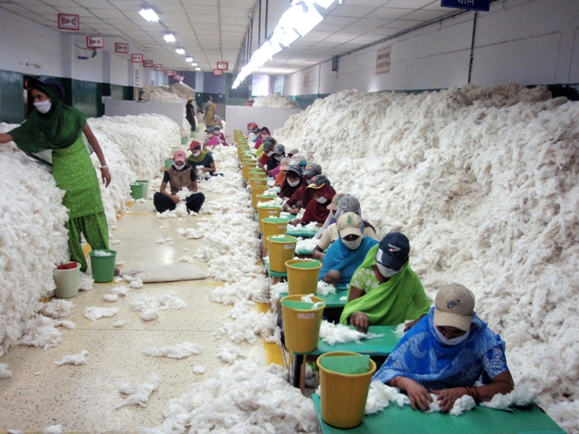 cotton 1