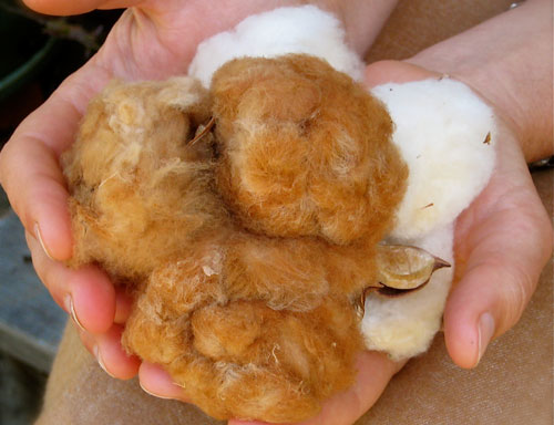 Colored cotton makes its way into the Turkey