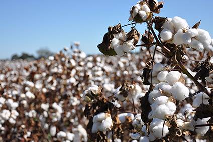Cottons growth continues as the most preferred