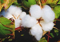Cottons growth continues as the most preferred fiber