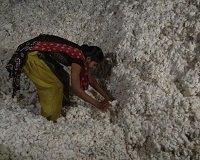 Higher imports resolution of US China dispute to support cotton prices in 2019 002