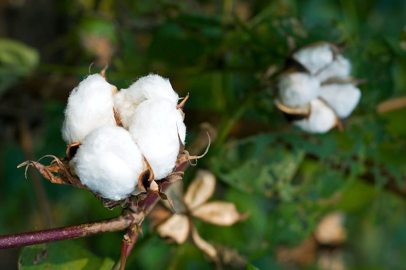 India at Crossroads Seizing the cotton boom or facing a bubble burst