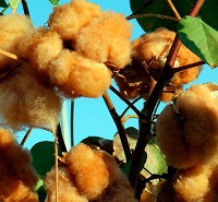 India gears up for the commercial release of colored cotton in 2021