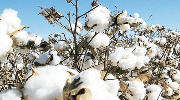 Revoke yarn prices to help complete summer orders Tirupur exporters urge government