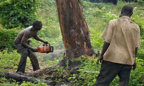 Style at a Cost Deforestation environment damage a price we pay for fashion 001