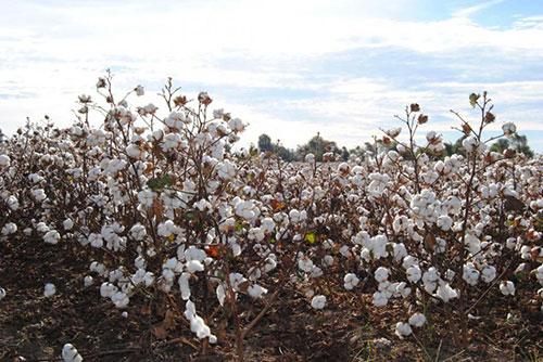 Trade war overproduction to impact cotton prices in 2019 20
