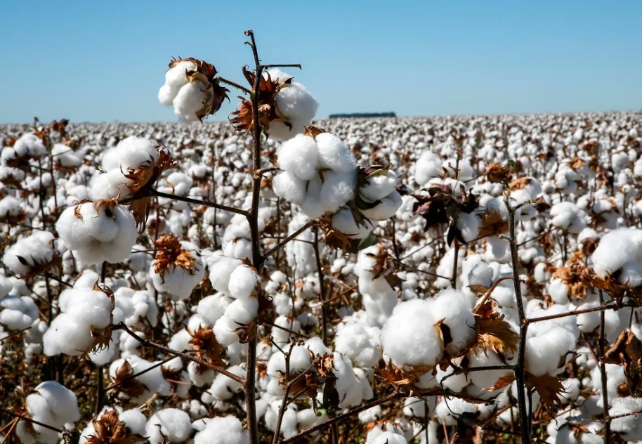 Brazilian cotton 2023 24 season touches new milestones