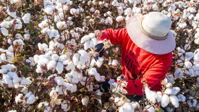Can Xinjiang cotton overcome forced labor concerns