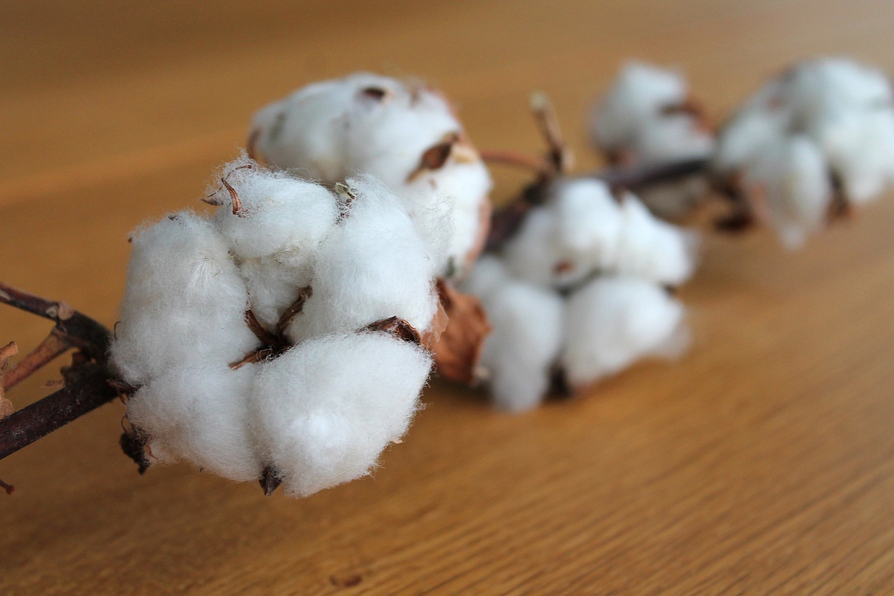 Cotton Industry in Crisis Rising imports and policy gaps strain Pakistans textile sector