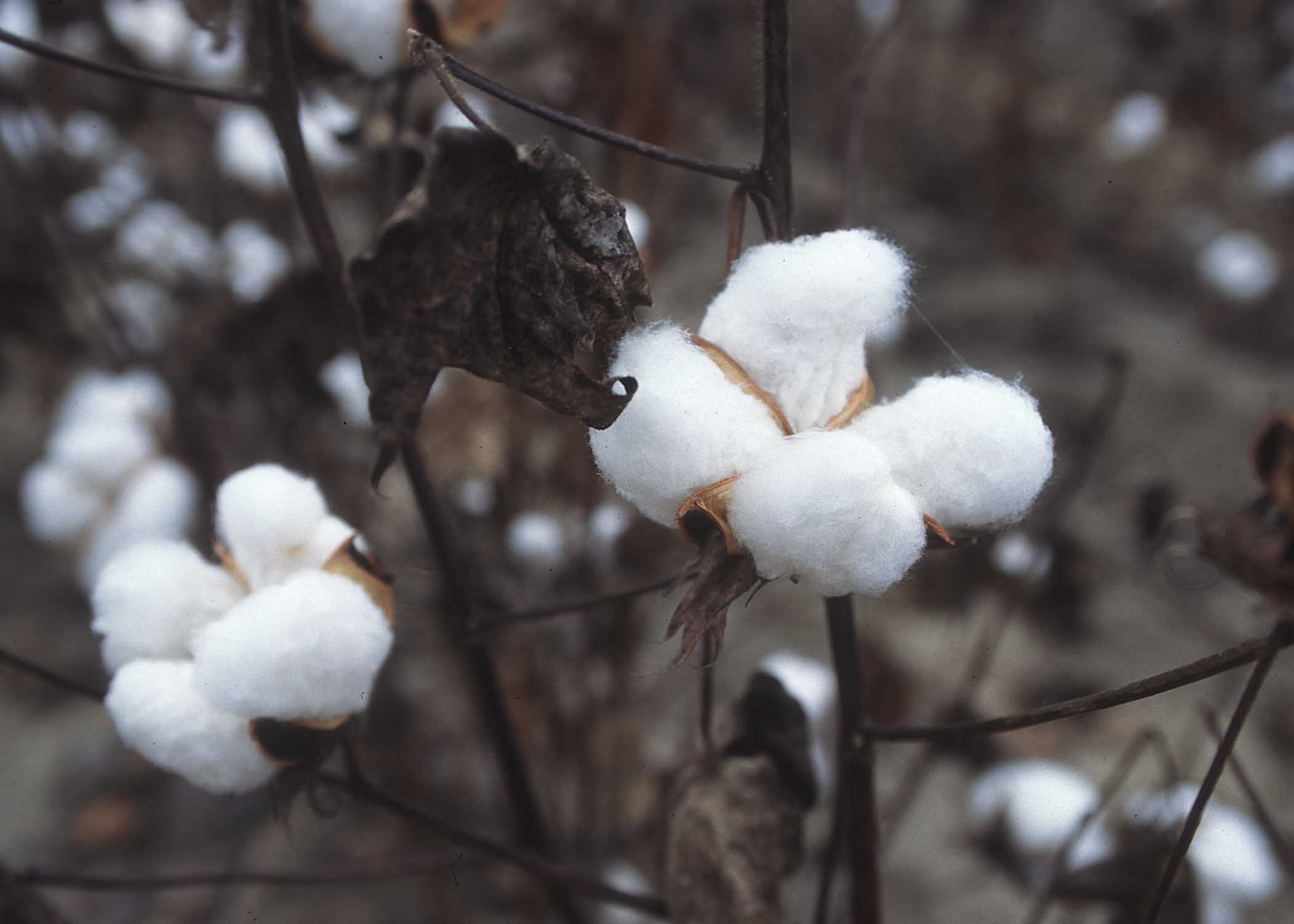 Xinjiang Cotton A tangled web of production trade and geopolitics has implications for India